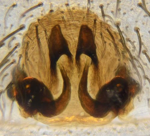 Trochosa robusta